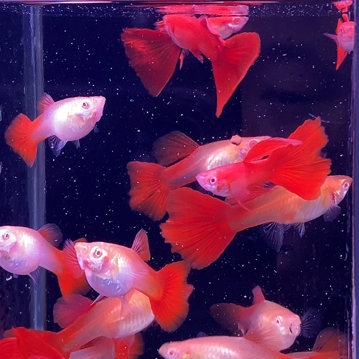 孔雀鱼福利血红20条包邮