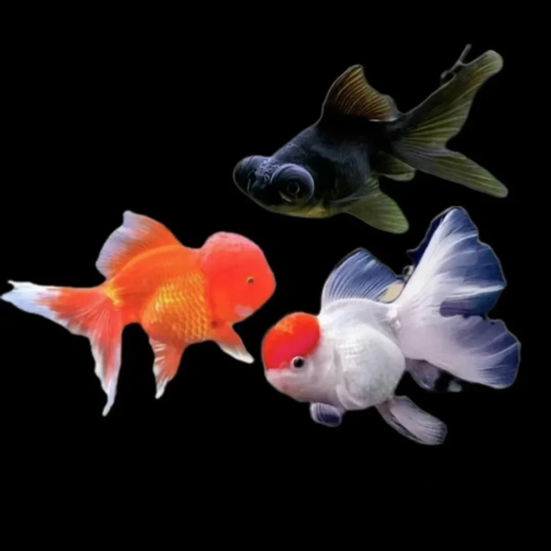 11-13cm冷水鱼品种混搭发货好养易活