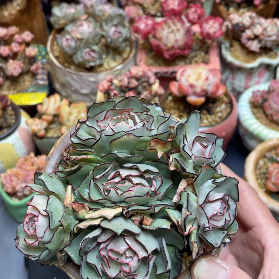 宽叶黑边剑斯诺娃