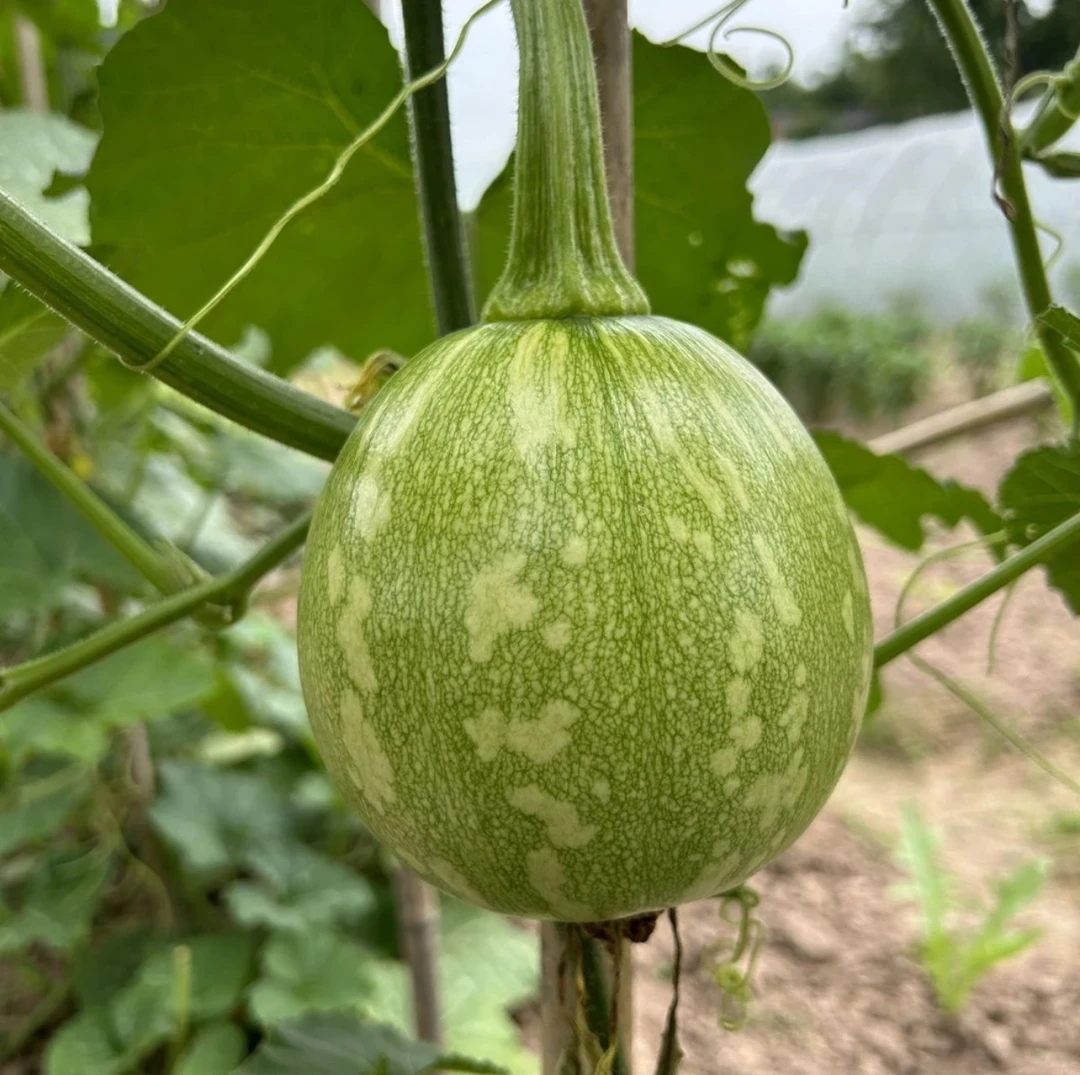 新鲜嫩圆瓜清甜又面来自多地的当季蔬菜