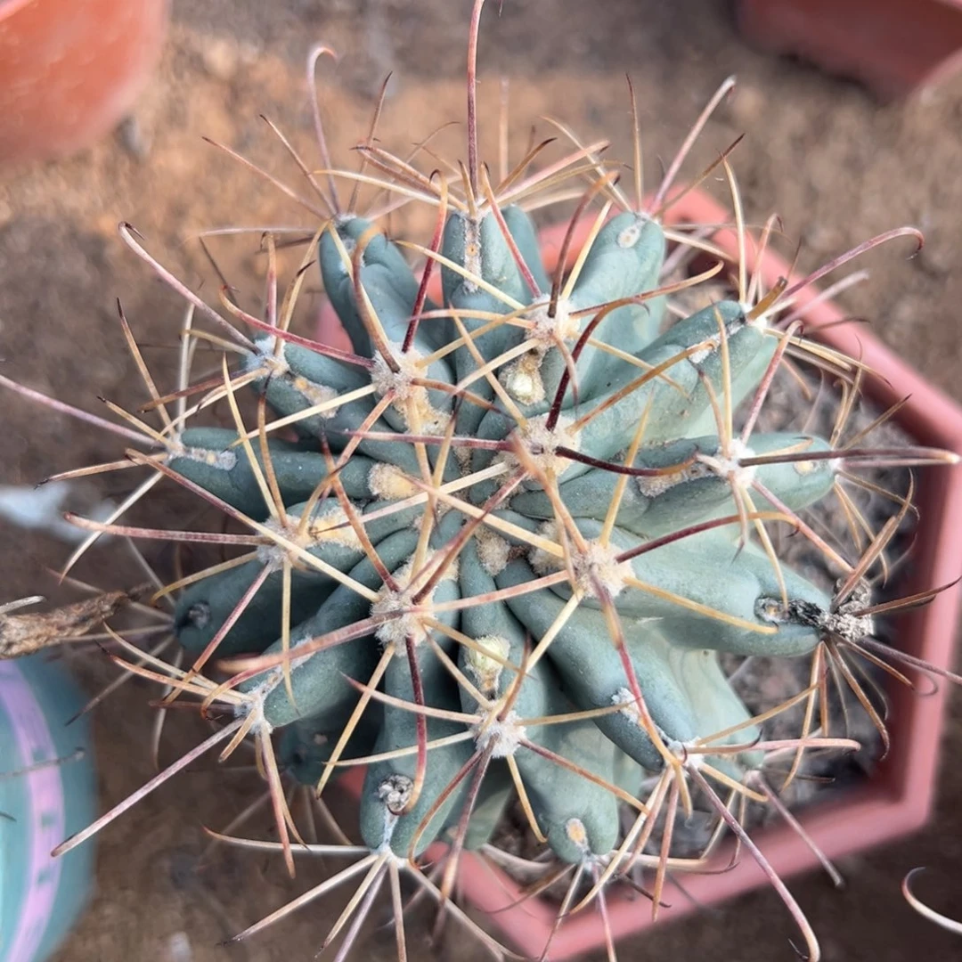 黑罗刹随机一颗。