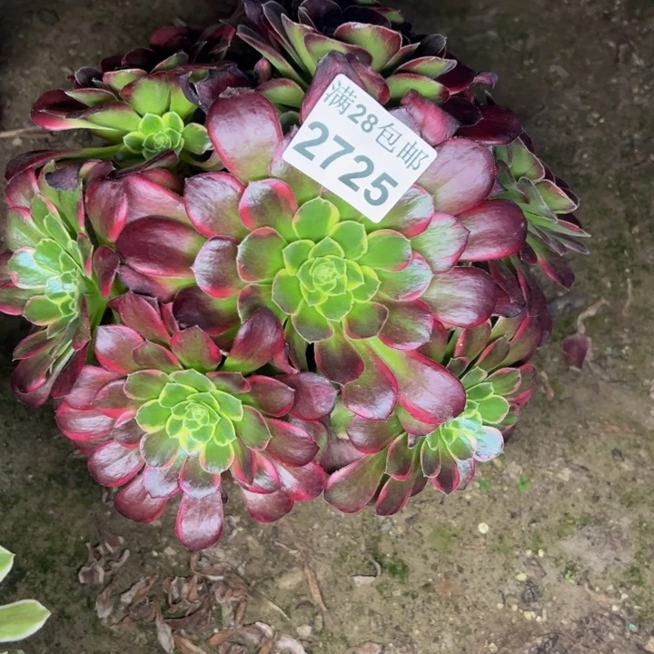 2425荷兰玫瑰锦多肉植物