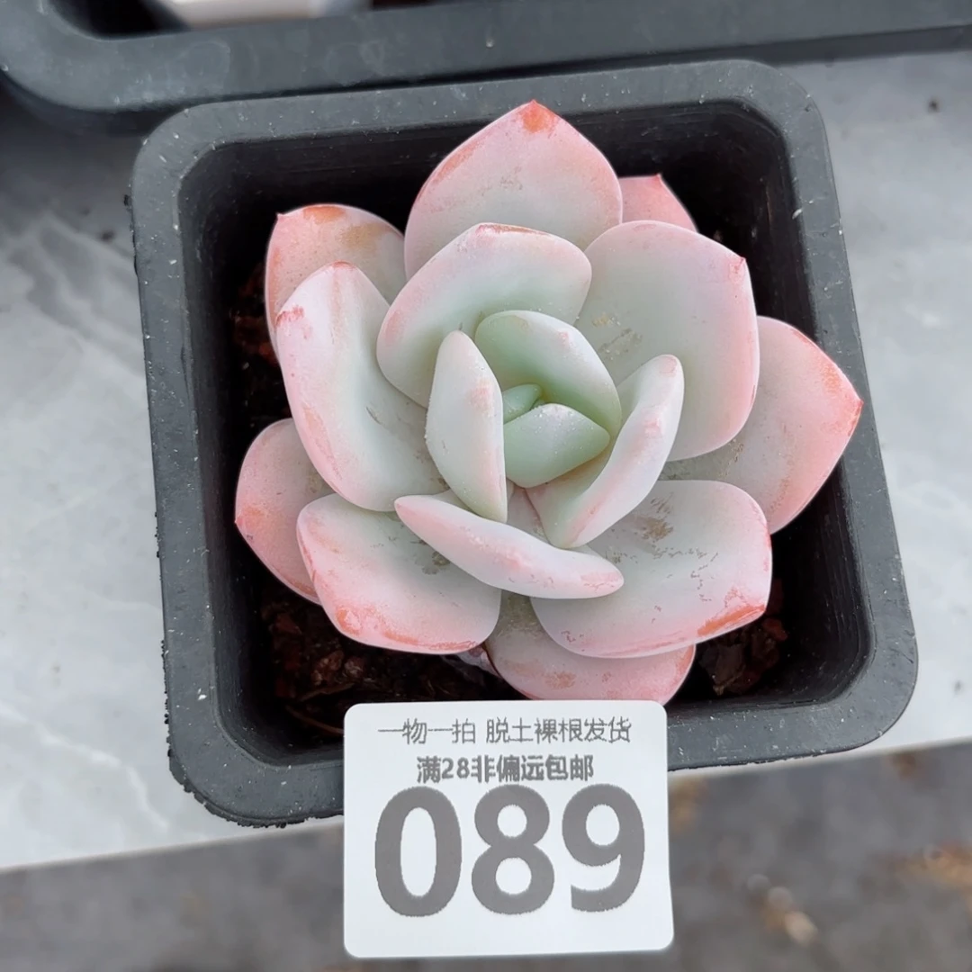 奶茶单头无盆土发货