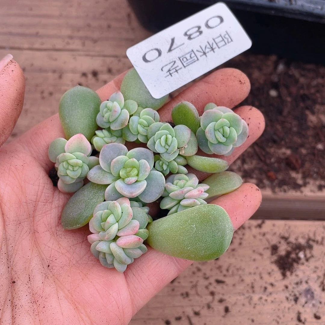 多肉植物多肉植物870