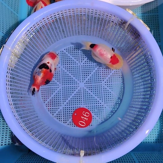 金鱼046兰寿两只特价顺丰包邮