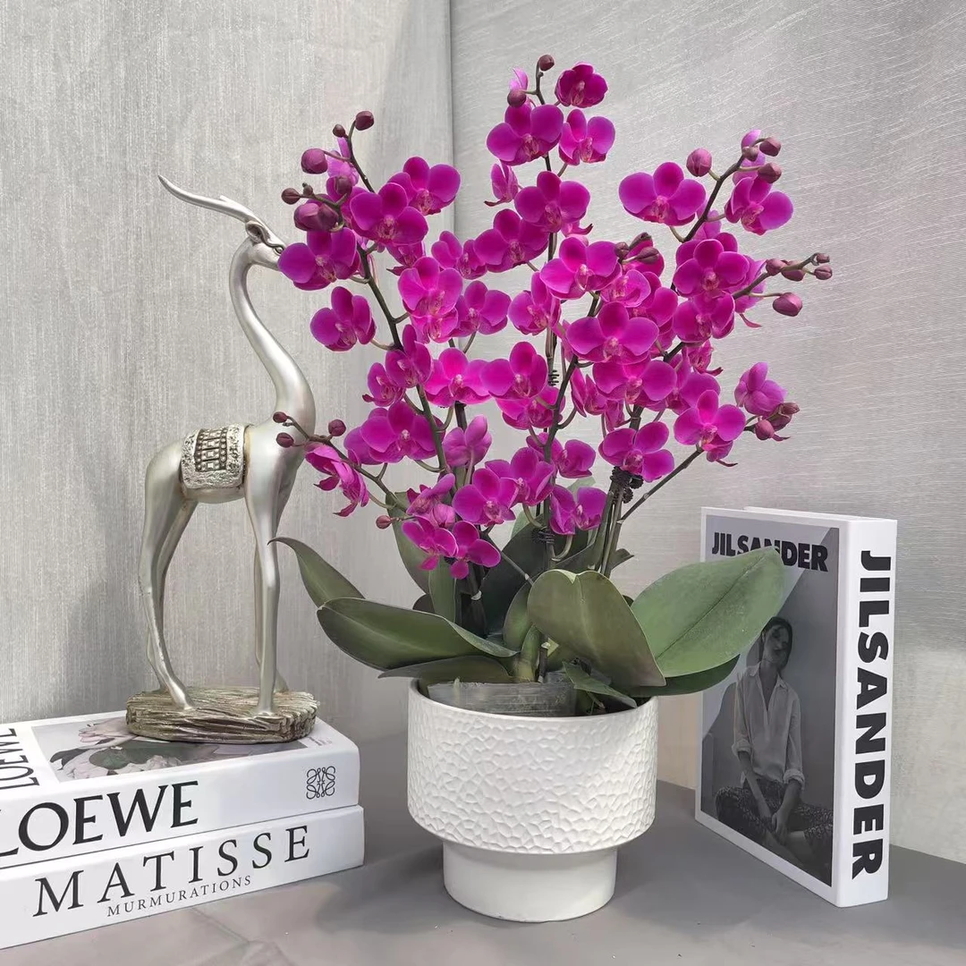 《满天红》精品蝴蝶兰 轻奢高级 室内花卉