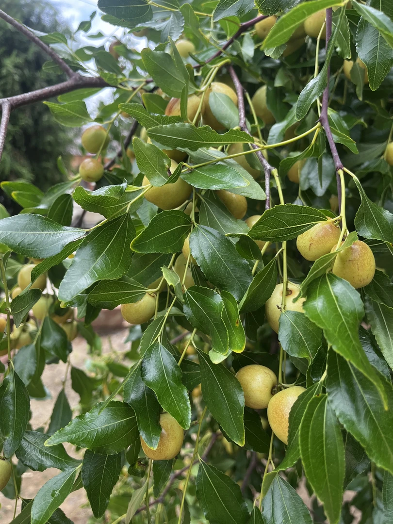 鄱阳农家种植枣树脆枣