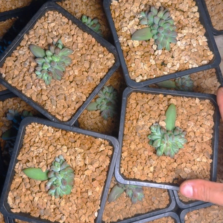 欧若拉福利11111111111