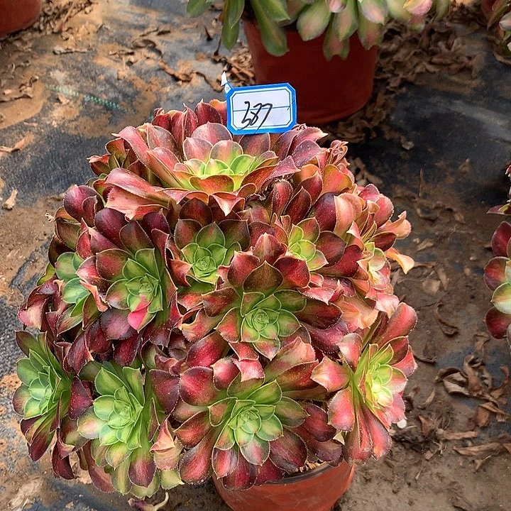 邵华多肉植物387