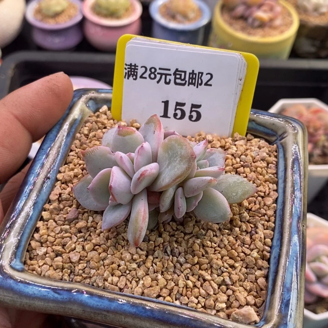 关****事2155奶茶群多肉植物