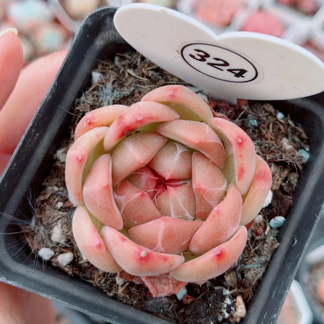 324号新品珍妮单头