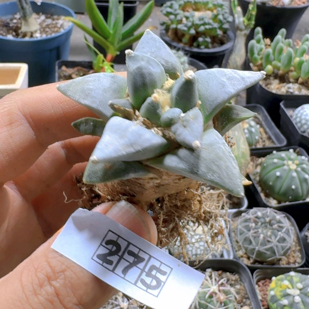 275玉牡丹脱土发货