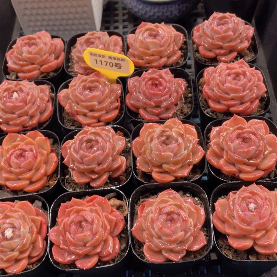 1170号 宽叶精品草莓啵啵单头一个