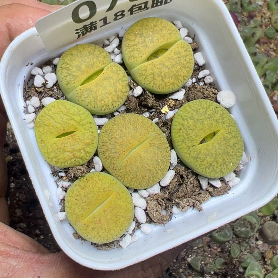 【闪购商品】 078。