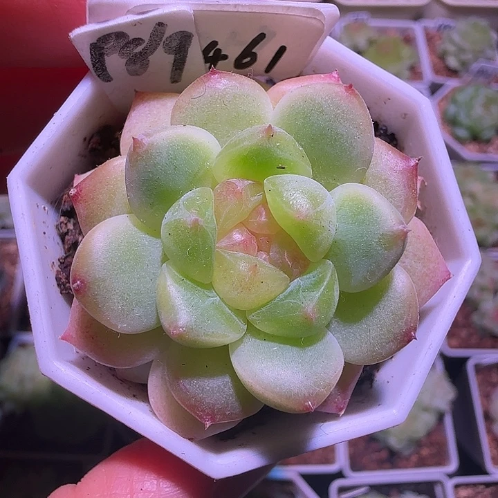 461福利甜心89单头