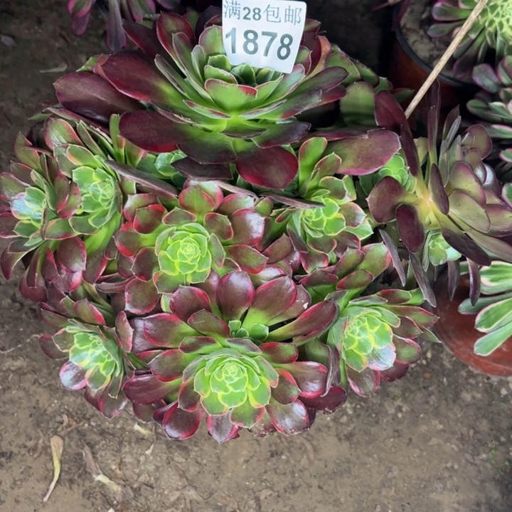 1878特价玫瑰不包损多肉植物