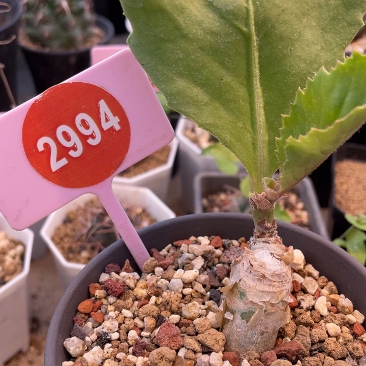 象足葡萄家一棵2994