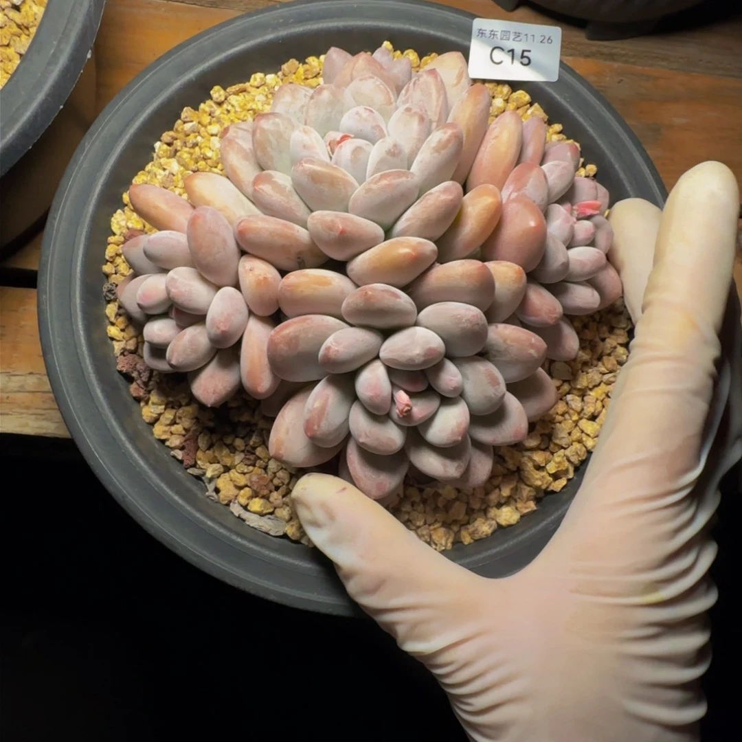 c c c c c c c c c 15