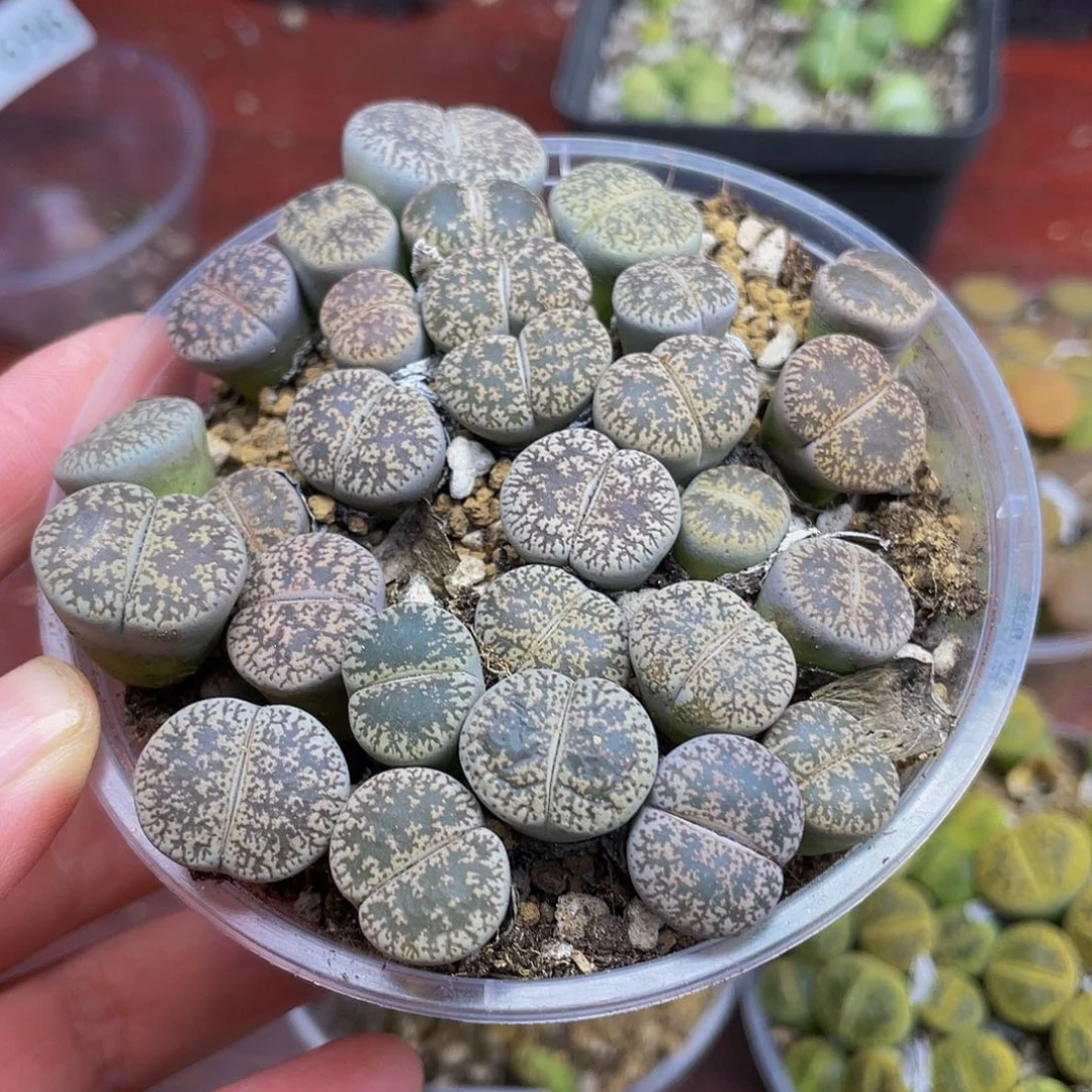 79500000000花花花花花花