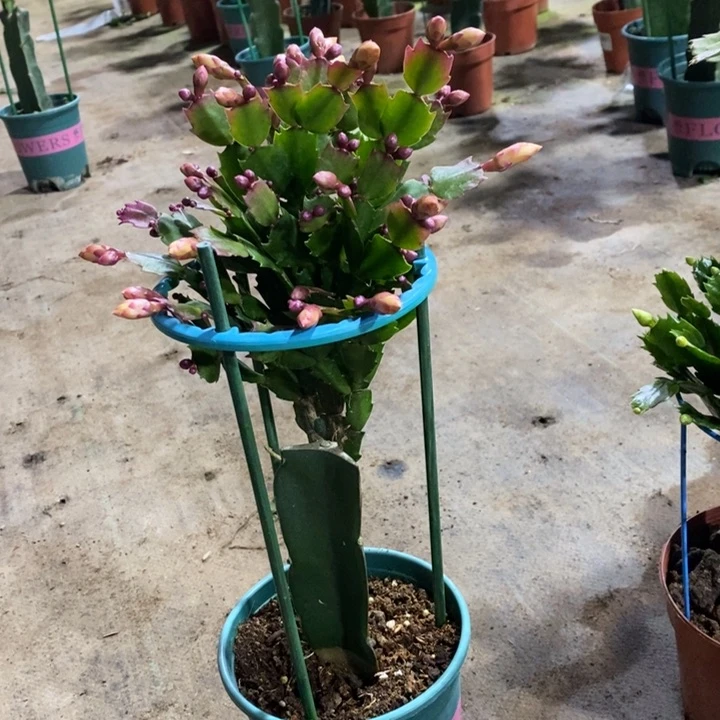 当前无花栽培后可以开花946黄索