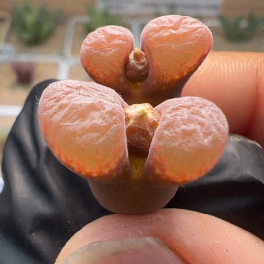 Pnsp风铃全红一颗双头615。