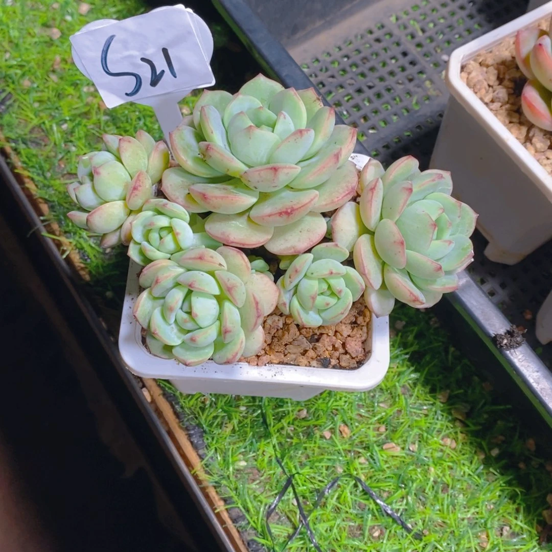 一***?香草群多肉植物