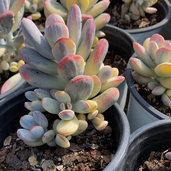 乒乓福娘锦原盆原土发货