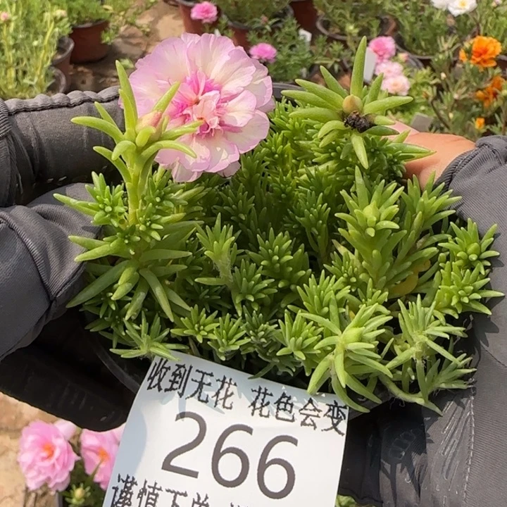 无花朵266超小苗盆口10cm