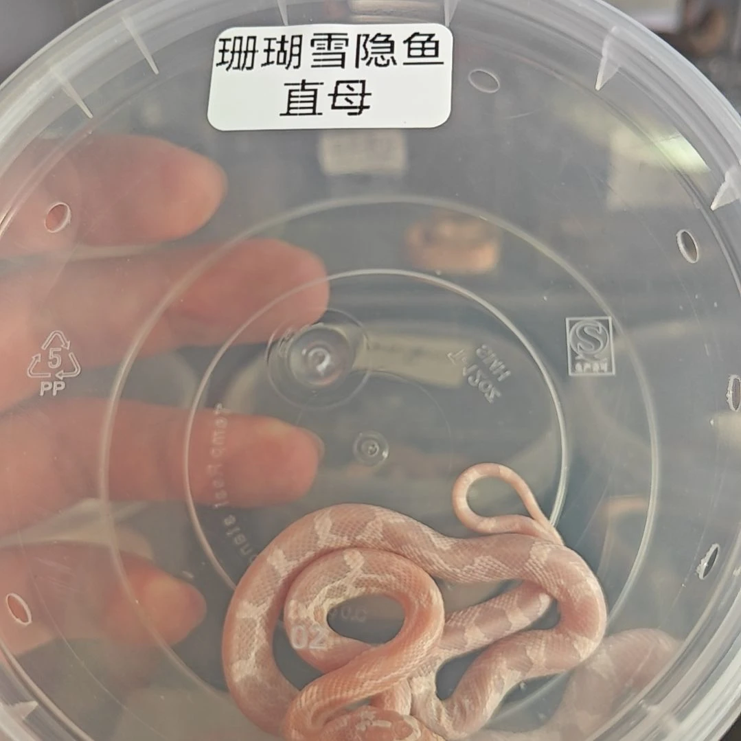 豹纹守宫珊瑚雪隐鱼直母