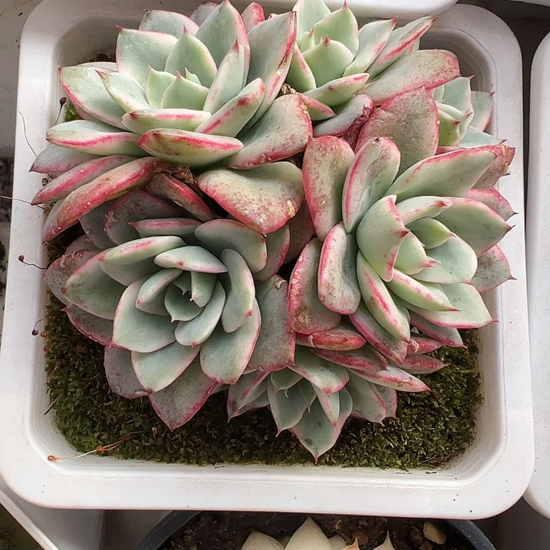 满38包邮奶油黄桃锦群生