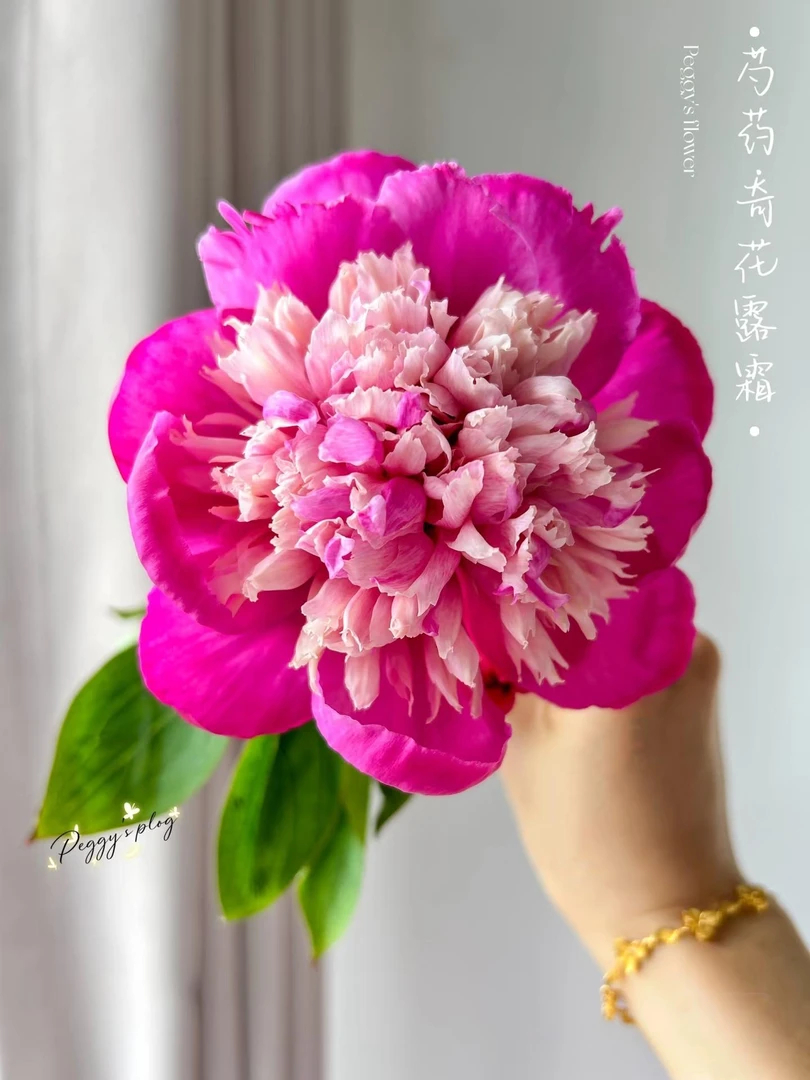 《奇花露霜》菏泽基地直发多色千层重瓣观赏芍药苗（秋季发货）