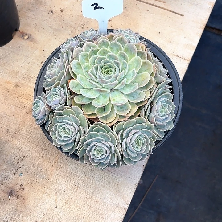 c***m多肉植物，昂斯若2号