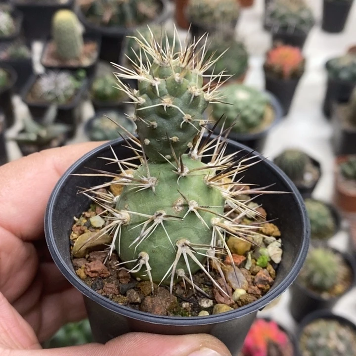 双头狂刺习志野特价福利