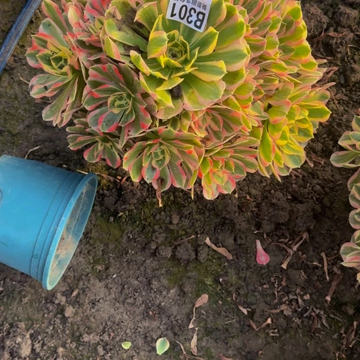 初恋花25-43包邮花花