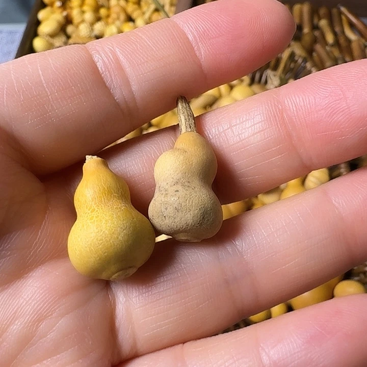 西**桃我的小可爱们都好可爱