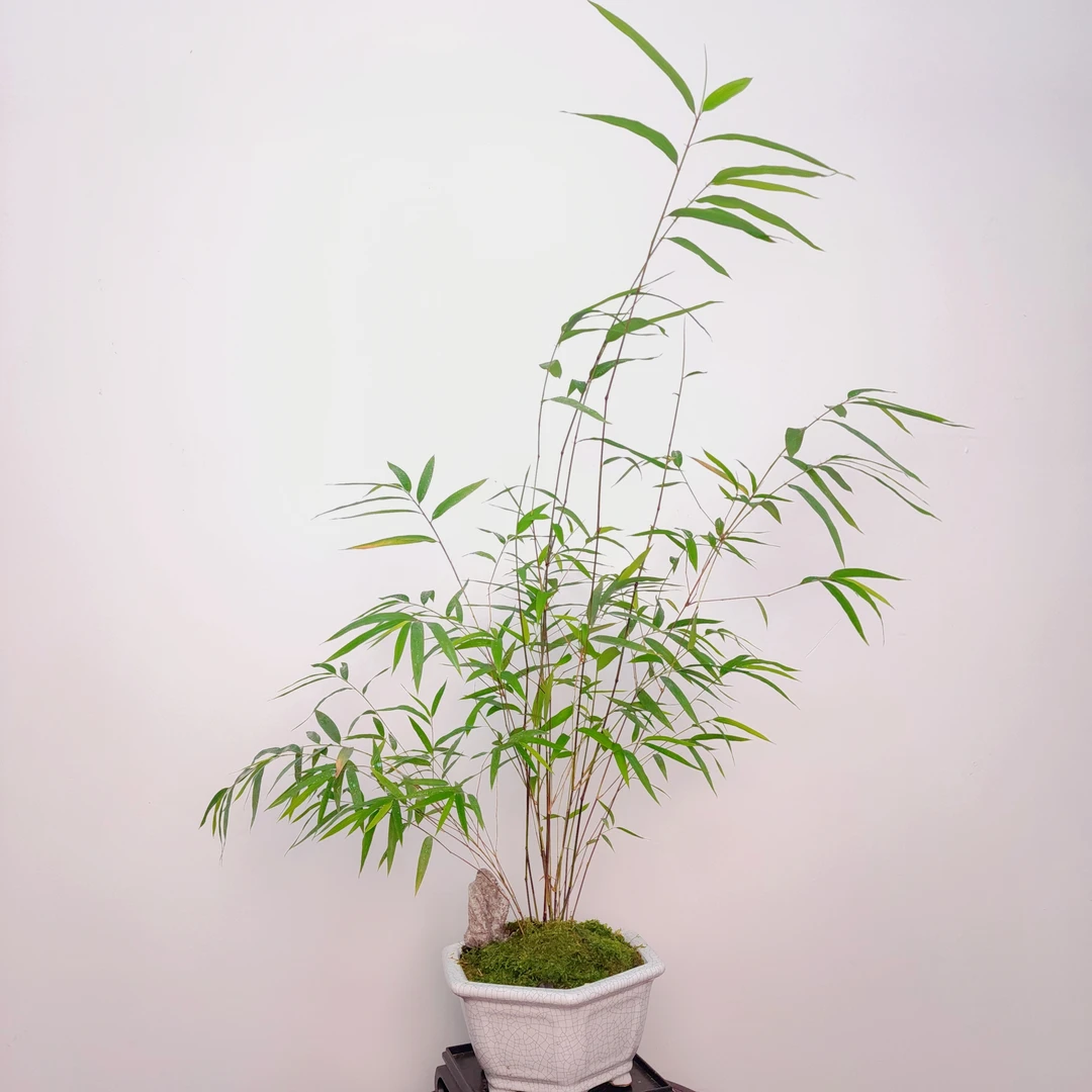 （内门竹）室内盆景石湾盆冰裂纹盆栽京东包邮