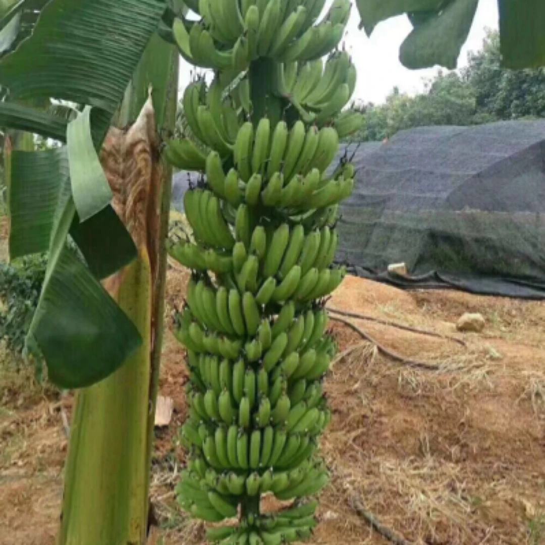 广西香蕉苗中蕉9号香蕉苗 粉香蕉苗圃直发带土带叶发货