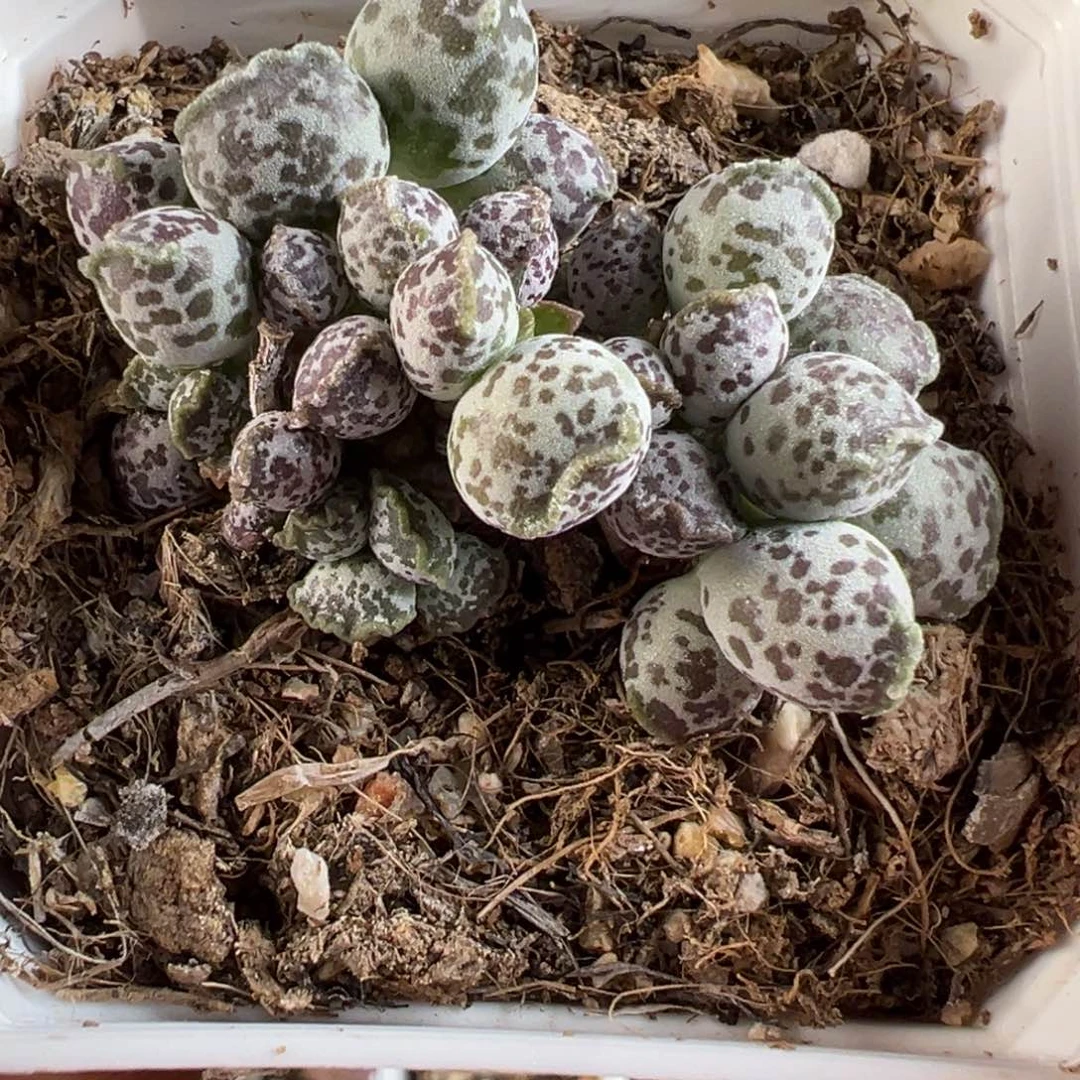 达摩海豹多肉植物水泡