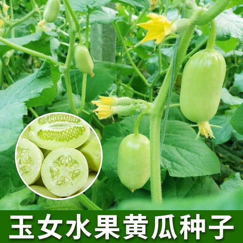 【迷你玉女小黄瓜种子】金童玉女水果黄瓜籽阳台盆栽菜园蔬菜种子