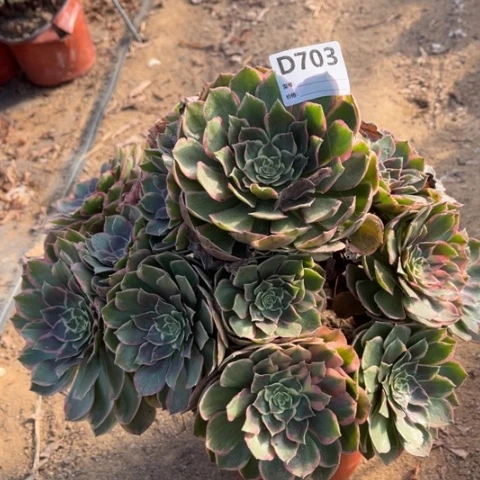 多肉植物粉花妖捧花