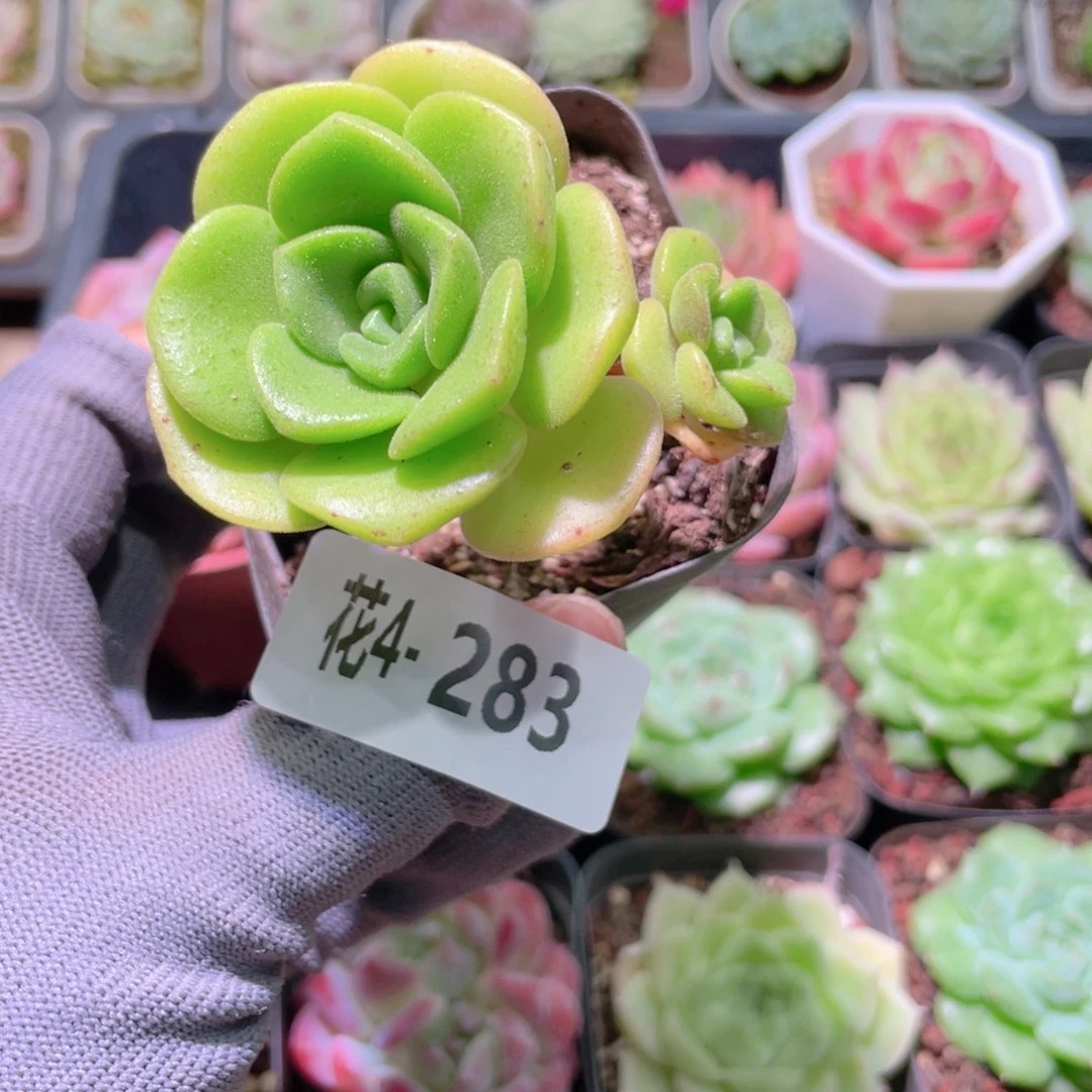 花利美4-283百合莉莉