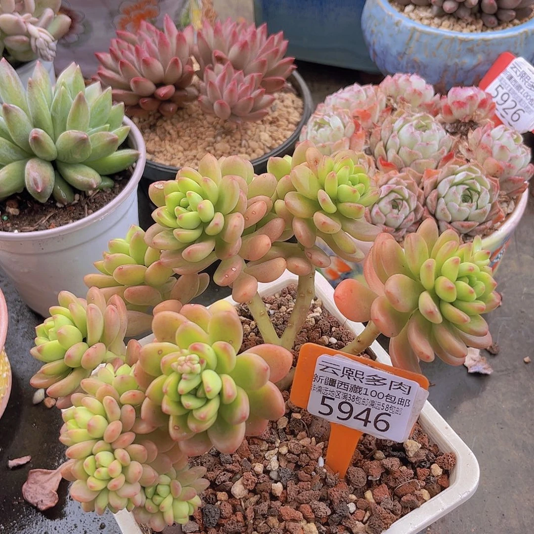 5946香格里拉朵朵缀。