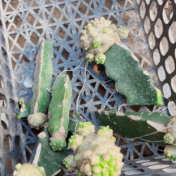 仙人球嫁接开花一筐27