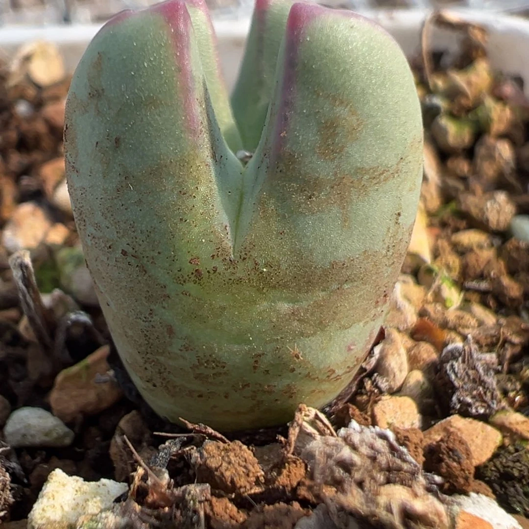 红****¹20多肉植物百科知识