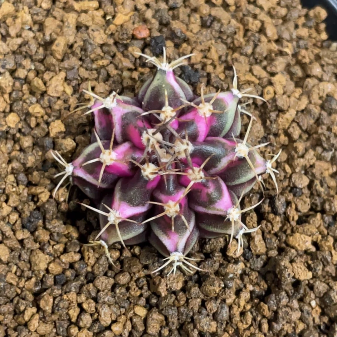 当前无花朵，栽培后可花朵紫粉虎斑V背锦