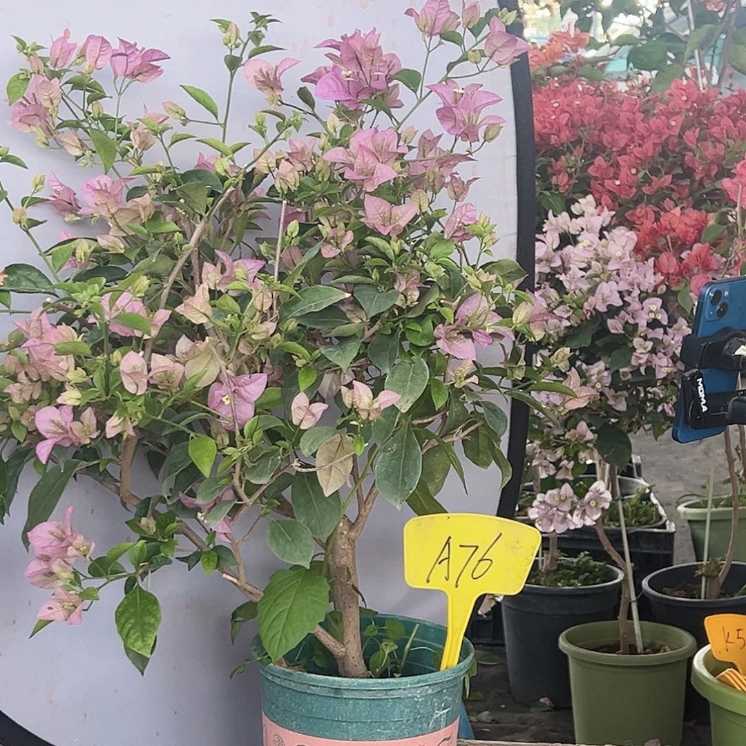 Z***0大部分花苞少量开放A76赛佛里