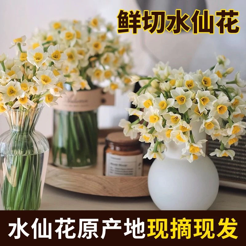 【现摘鲜切花】漳州水仙花种球花枝冬季水培花卉室内装饰花束