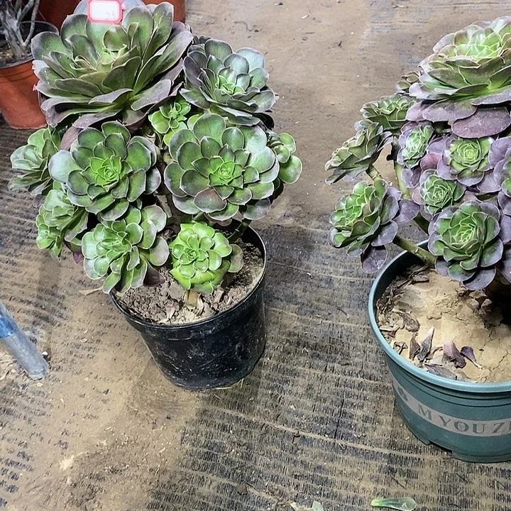 23，魅金玫瑰多肉法师多肉法师