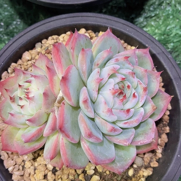 白拉糖杂2465多肉植物