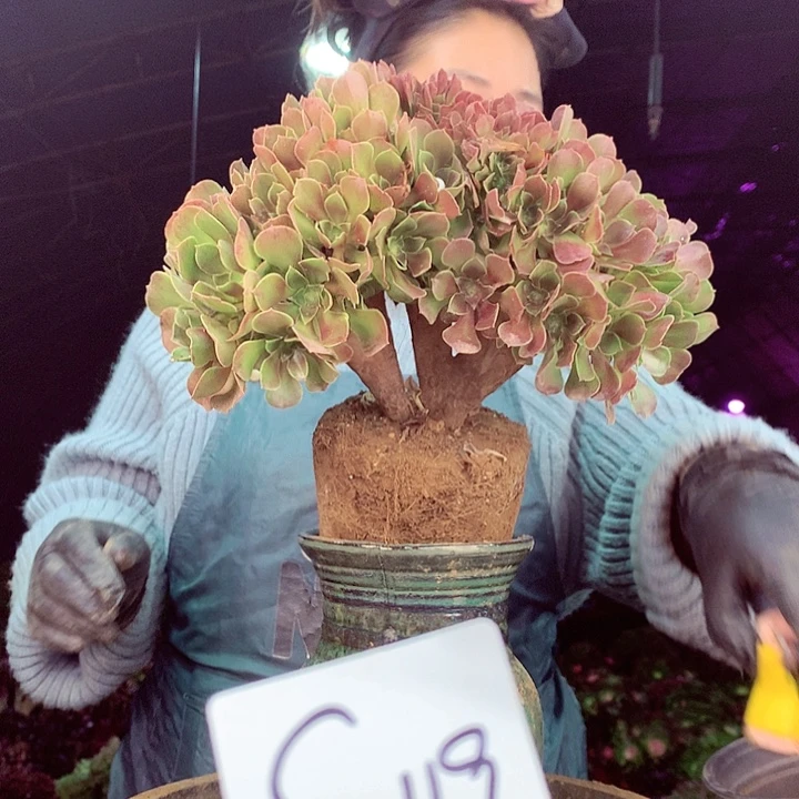 柒柒精品多肉脱土发货不包断侧枝S119